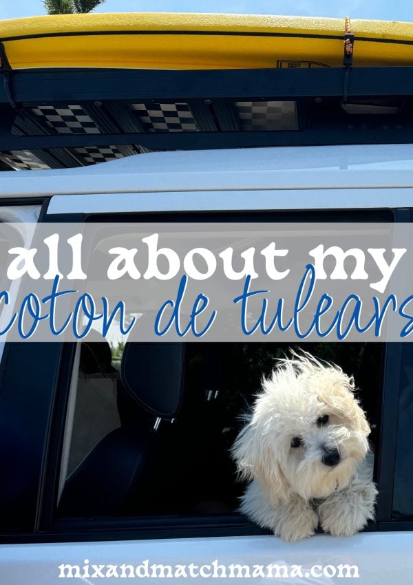 All About our: COTON DE TULEARS!